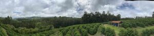Panorama na uprawę krzewów kawowca 