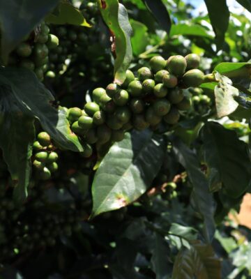 Brazylia Arara – nowa kawa w ofercie podstawowej