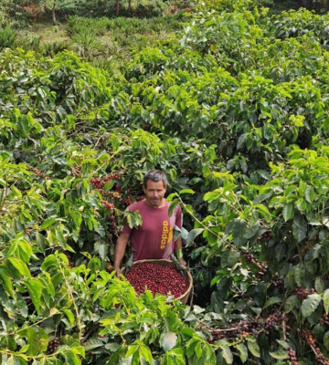 Kawa – produkcja arabiki i robusty na świecie
